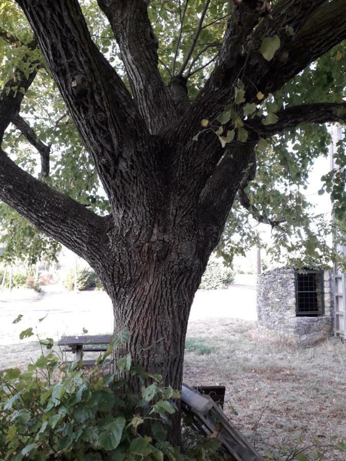 הוילה לאגורס Le Patio Aux Hirondelles מראה חיצוני תמונה